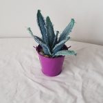 Modelo Cactus Artesanal 01-06